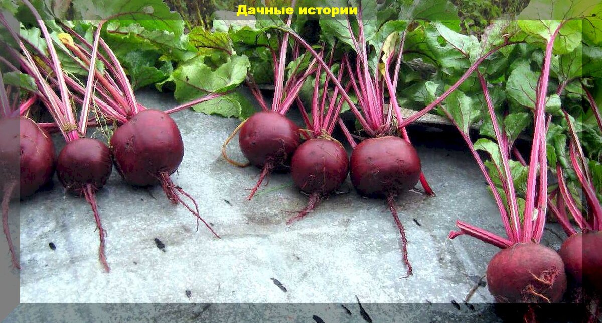 Как сделать свеклу слаще мармелада и продлить её хранение: важные секреты