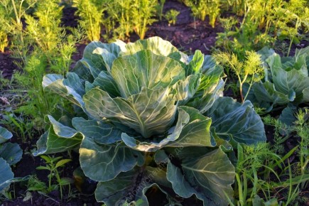 Эффективные подкормки для капусты: секреты урожайного лета