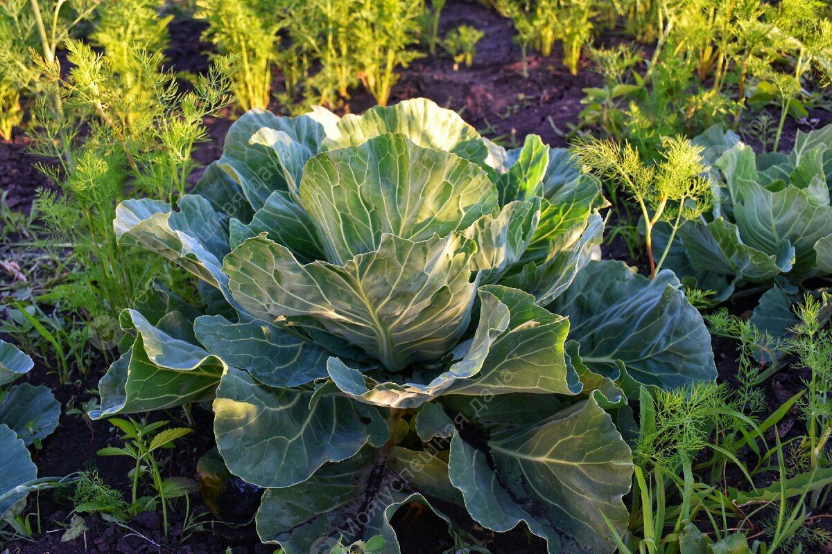 Эффективные подкормки для капусты: секреты урожайного лета