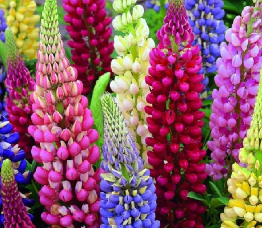 ������: ������� ��� �������? ������ �������� � �����������