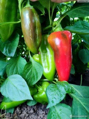 Перец Гиганто Росса: ранний сладкий гигант для вашего огорода