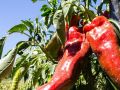 Как перец способен радовать урожаем на протяжении пяти лет