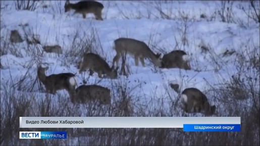 ������ ������ ������� ��������-�������� ������ �������� � ���������� �������