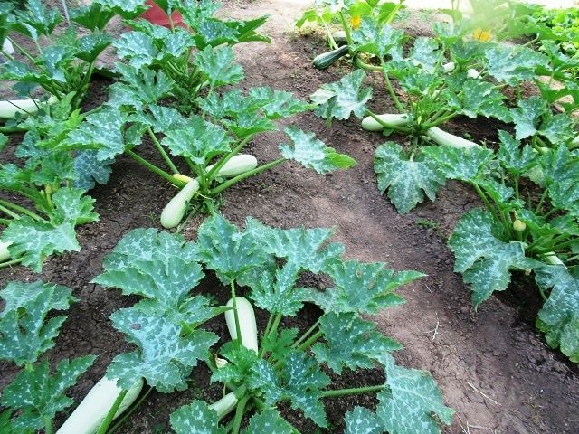 ��� ������� ������� ������ �������� ���� �� ��������� �����