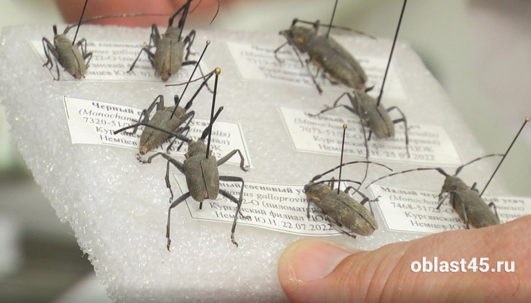 Невидимый фронт: как жуки-усачи уничтожают курганский лес и почему за ними охотятся учёные