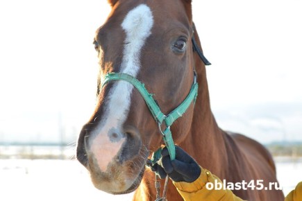 �������� ������������ ���������� ����� ������� ���������� ����� ��������� � �����������