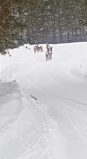 ������ ������ �� ������ �� ��������� ���� � ���������� �������