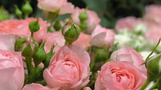 Уже в воскресенье все мы будем отмечать Международный женский день