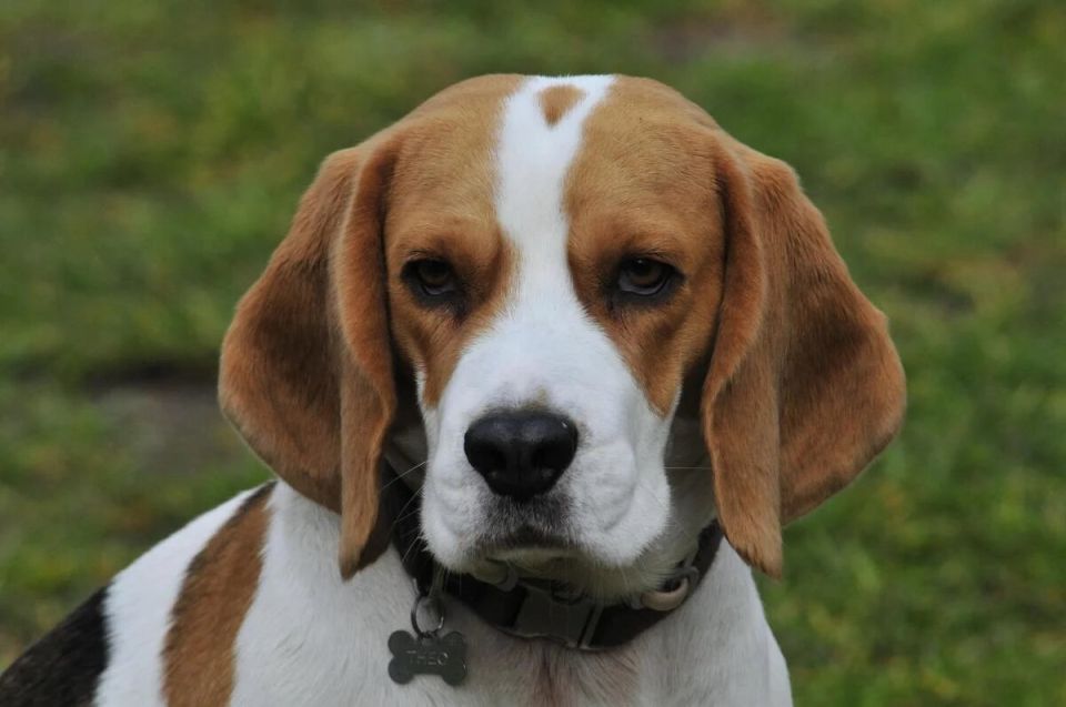 Собачий выбор: какие породы лучше не заводить в квартирных условиях