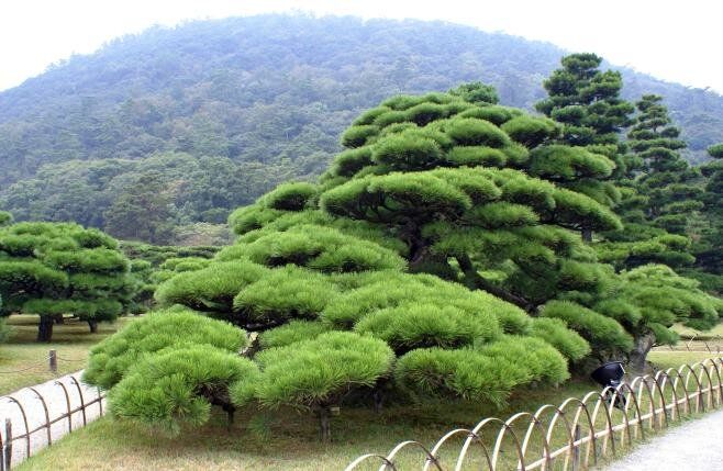 Ниваки: Искусство Жизни в Саду