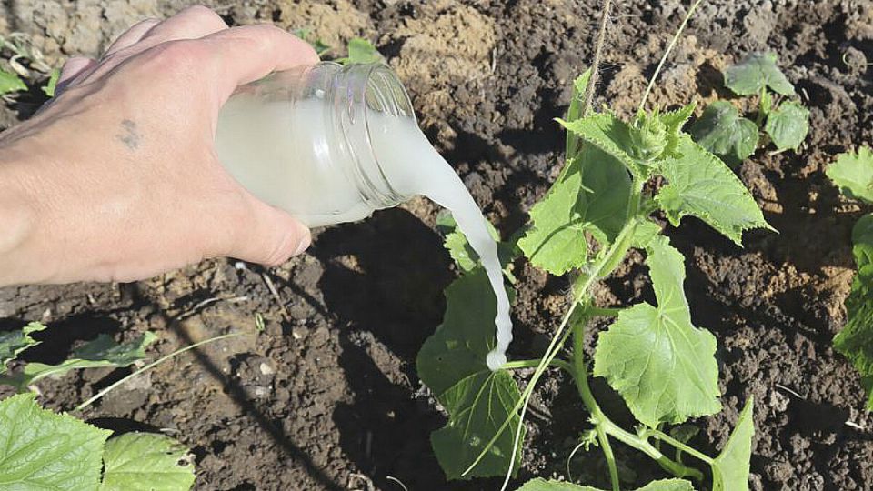 ��� �������� ��������� �������� �������: ������� ���������� ������