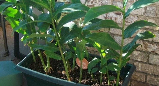 ��� ��������� ������ ����: ��������� �����������