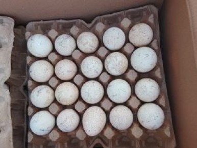 ����� ���������� ������� � ������ �������� �������� 10 ����� ��� ������������� �������������