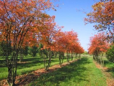 ��������� ����: ������� ����������� � ������ ������ ����