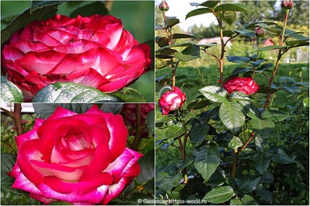 Как определить, пострадала ли роза от зимы и что предпринять для её восстановления