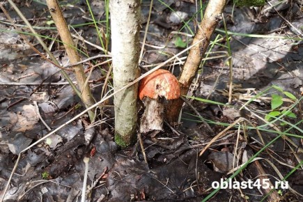 Весенние грибы в окрестностях Кургана: какие виды появляются в мае