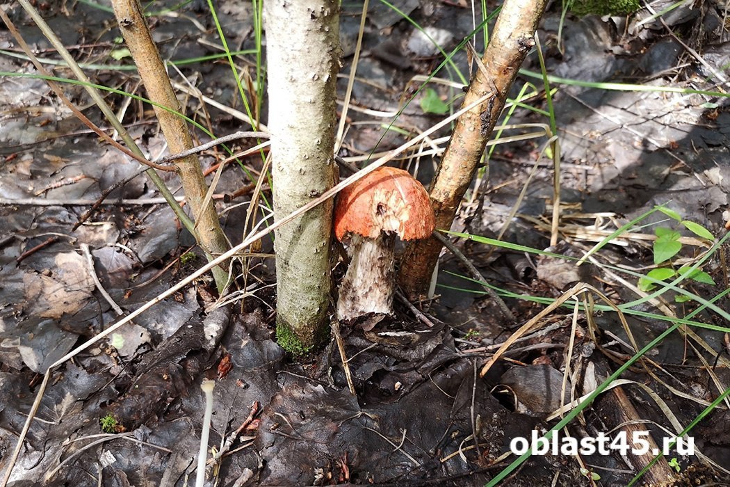 Весенние грибы в окрестностях Кургана: какие виды появляются в мае