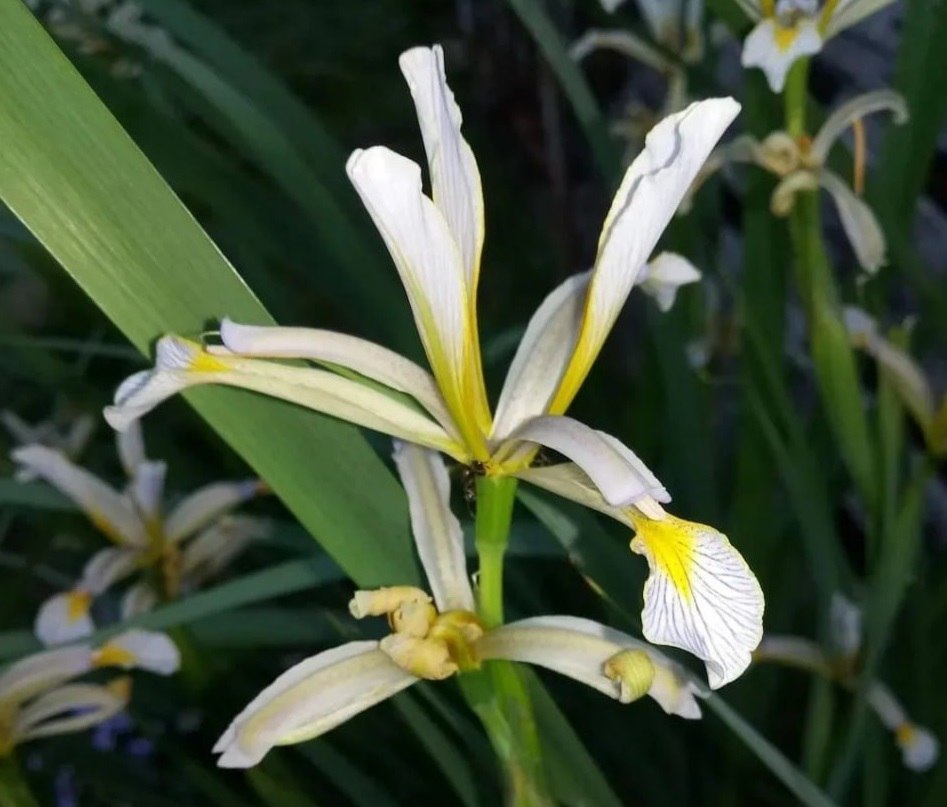 В Курганской области нашли уникальный цветок, который не растет больше нигде в России