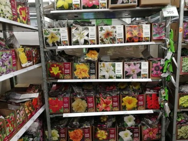 Советы по надежному хранению луковиц лилий до посадки