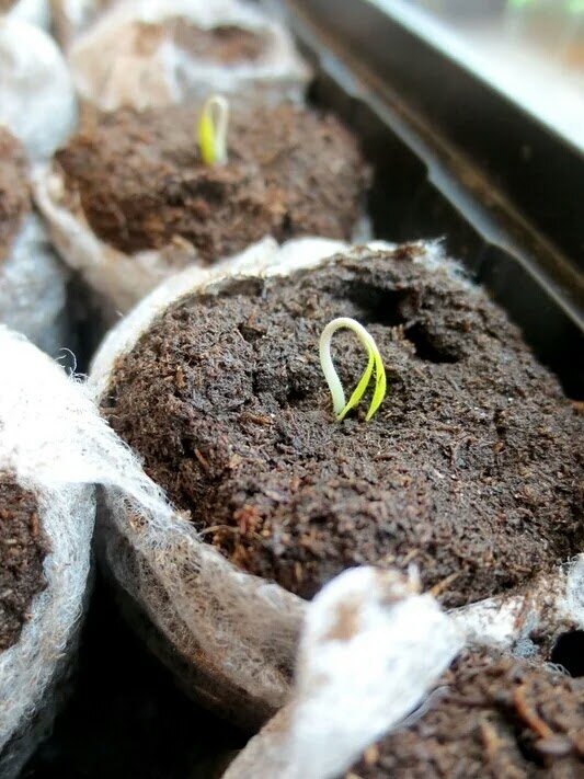 Ошибки при выращивании рассады: главные недоработки и советы