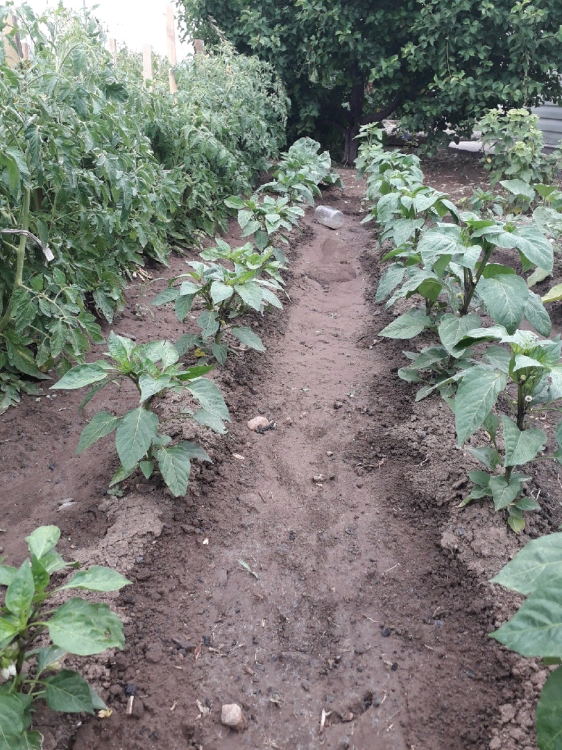 Ботва вместо компоста: как найти альтернативу без ямы на участке