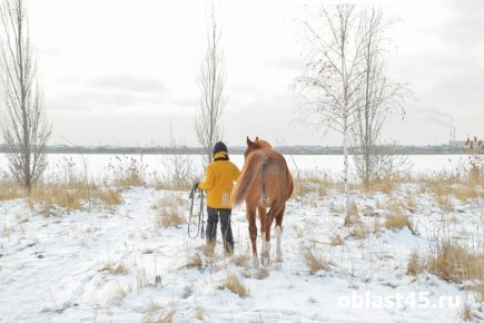 В третьем по величине городе в Курганской области ввели карантин по бешенству