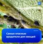 Не за горами дачный сезон, а значит, самое время озаботиться тем, как бороться с вредителями