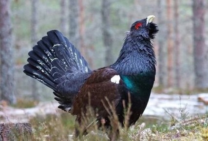 В Курганской области распределят заявки охотников на добычу пернатой дичи