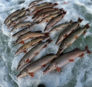 �������� ���������� ������� ������ ��� �� ������