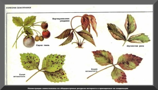 Как ухаживать за летней клубникой после сбора урожая, чтобы в следующем году получить больше