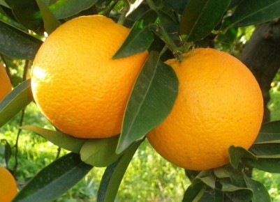 ��� ��������� �������� �� �����������: ������� ��������� �����������