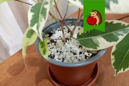 ���� ������ �������� ������ � ��������� ������: ��� ��� ������ ���� �� ����������?