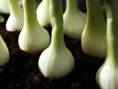 ��� ��������� ������� ���: ������� �������� ��������� � �����