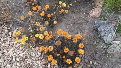 Как отцветшие бархатцы могут преобразить ваш огород этой осенью