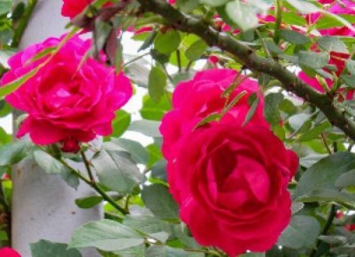 Как защитить плетистые розы зимой: 7 полезных рекомендаций