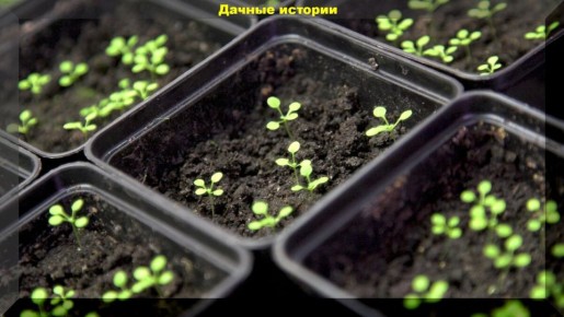 ��� ��������� ��������� ������� �������: ������ ��� ��������