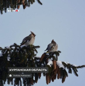 Доброе утро, зауральцы!. Сегодня днём в Кургане обещают переменную облачность