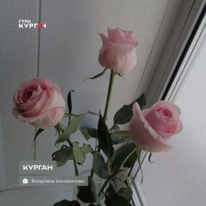 Доброе утро, зауральцы!. Сегодня в Кургане будет пасмурно