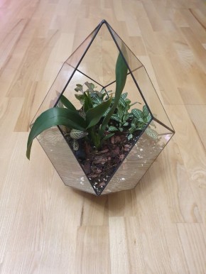 Как эксперимент с флорарием принес непростые уроки