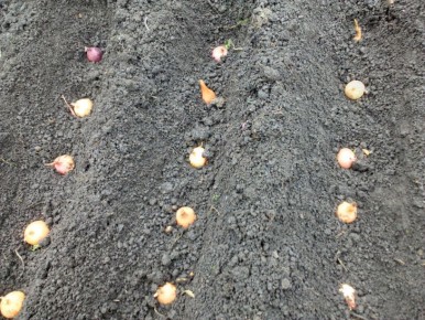 Как подготовить сад к зиме: практические советы на март