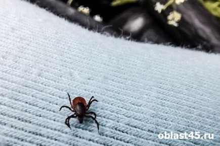 ��������������� ������� ���� � ������-�������� � �������������� ����