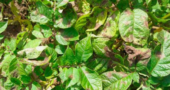 Как спасти картофель от фитофторы: пять действенных шагов