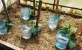 Капельный полив из бутылок: экономия времени и забота о растениях