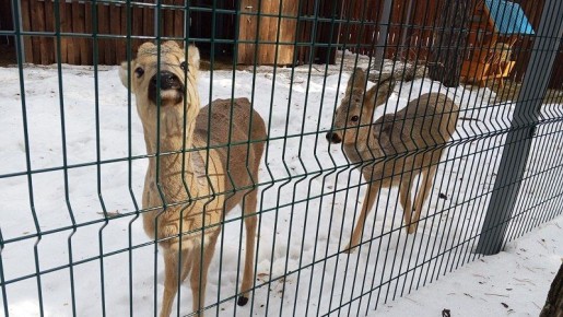 В Кургане открылся натурпарк с дикими животными
