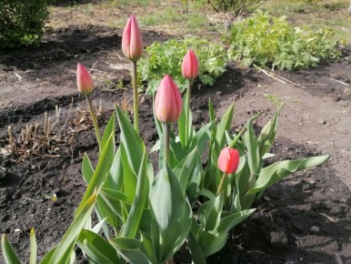 Мудрость о поливе теплой водой из маминого сада