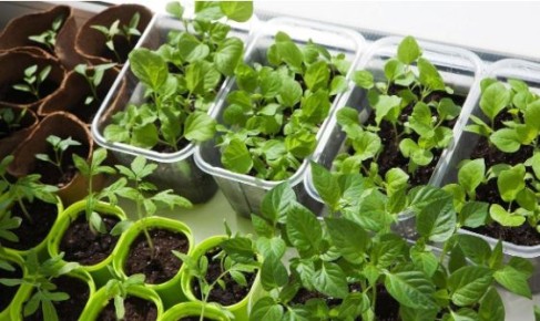 Необычный способ улучшения почвы для рассады: как глицерин помогает