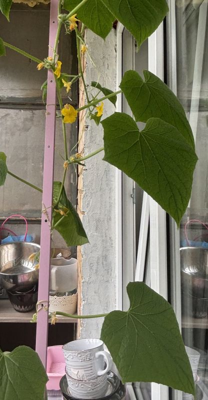 ��� ��������� ������ �� ����� ����: ������ ��� ��������� �����������