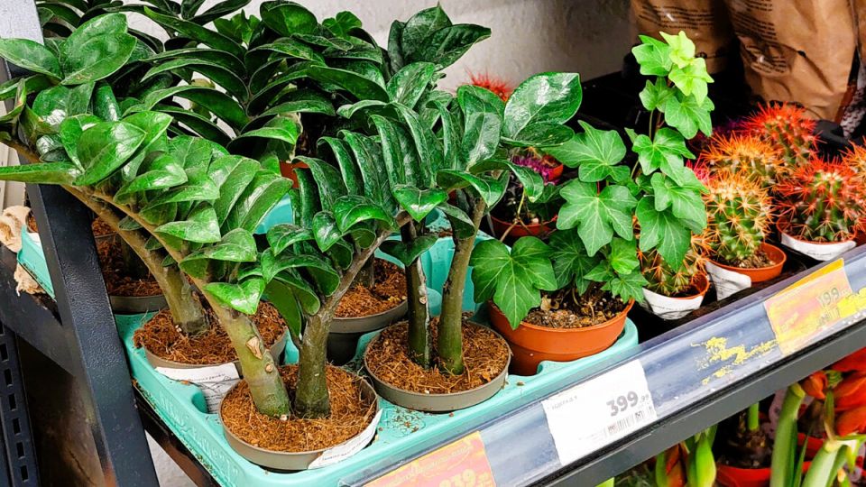 ��������� ��������� ��������: ��� �������� ��� ����� �������