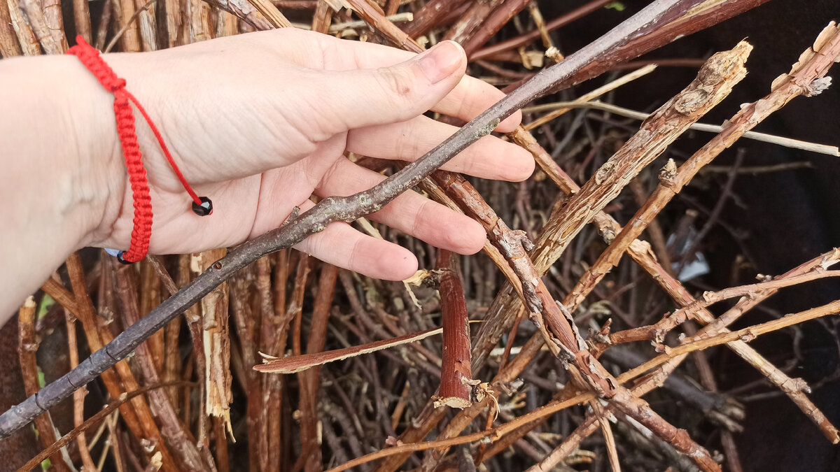 Творчество из подручного: как простые ветки становятся шедеврами