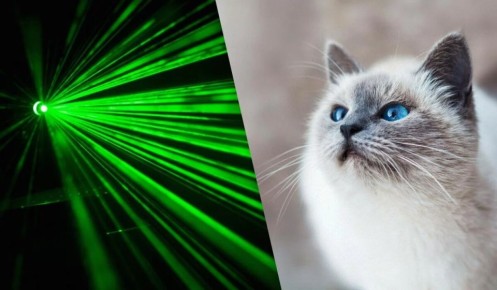 Почему кошки гоняются за лазером: взгляд эксперта на инстинктивное поведение